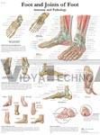 Foot and Ankle - Anatomical Chart